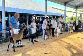 From This Side of the Ring: Showing at the County Fair